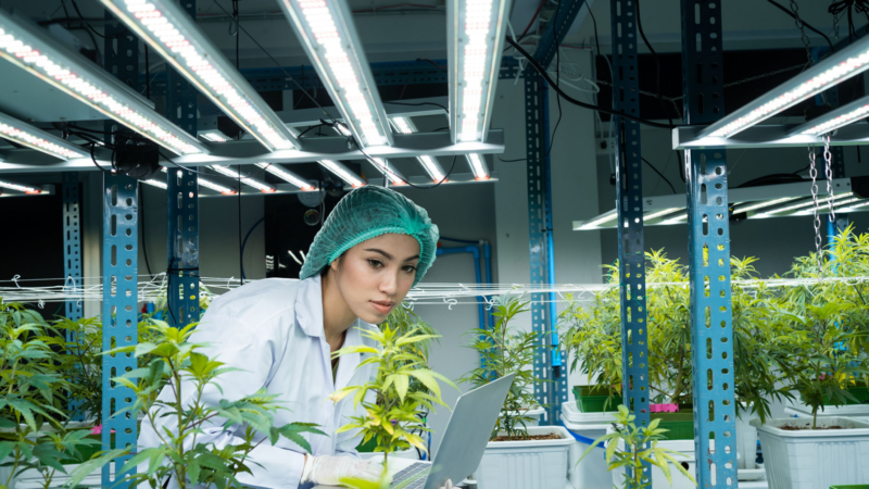 La Diplomatura en Cultivo y Desarrollo de la Cadena Productiva de la Planta de Cannabis en la Argentina, fue un éxito y completó rápidamente su cupo