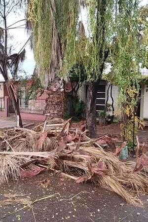 Increíble: Un rayo cayó sobre una palmera y causó destrozos