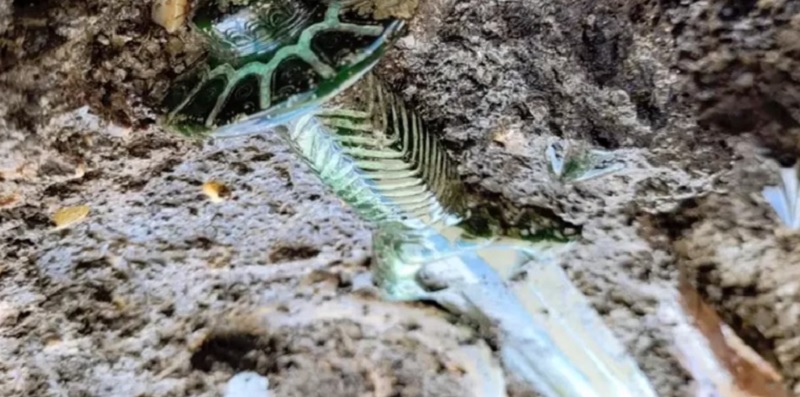 Hallaron una espada de bronce de 3000 años perfectamente conservada en una tumba de Alemania