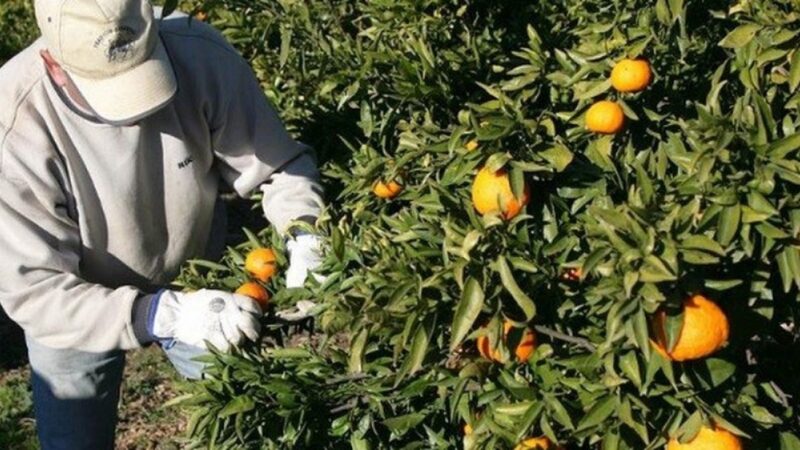 Cosecha total de cítricos: una acción fundamental para cuidar los frutales y proteger el agro mendocino