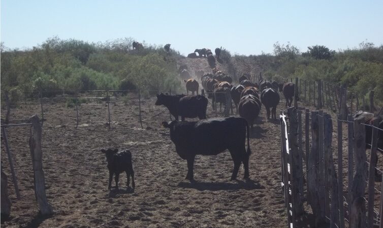 Los robos en la zona rural generan cuantiosas pérdidas para los productores