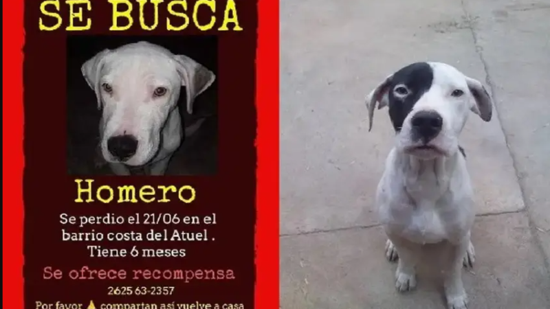 Sin escrúpulos: le robaron un cachorro de dogo y lo “tunearon” con pintura negra para ocultarlo