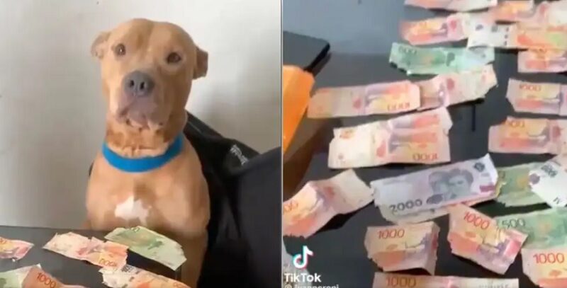 Dejó solo a su perro y lo encontró con $30 mil en billetes rotos: la insólita reacción de la mascota
