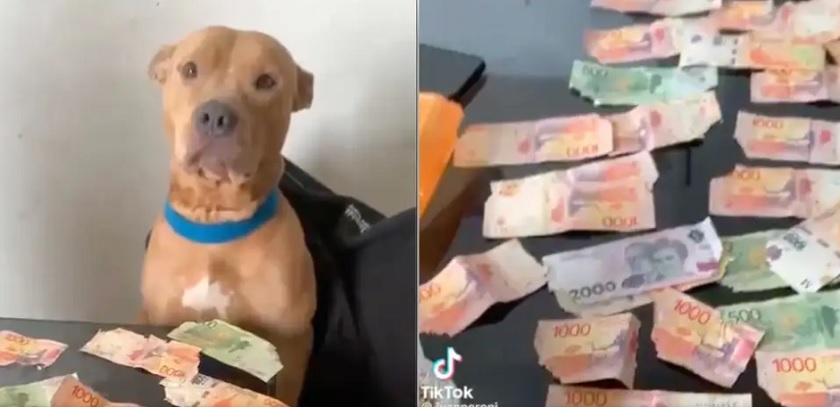 Dejó solo a su perro y lo encontró con $30 mil en billetes rotos: la insólita reacción de la mascota