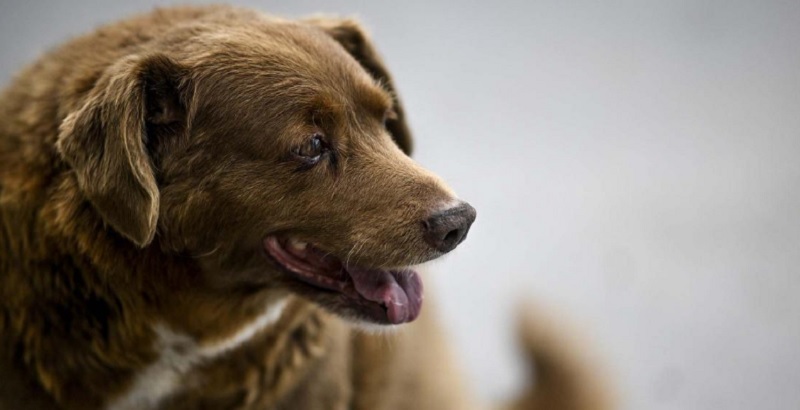 Falleció Bobi, el perro más longevo del mundo, a los 31 años