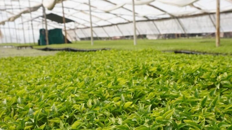 En calle 7 y G se realizó la entrega de plantines, correspondientes al Fideicomiso de tomate 2023