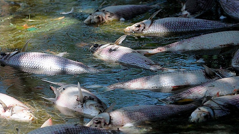 Investigan a ingenios tucumanos por la mortandad de peces en el embalse Río Hondo