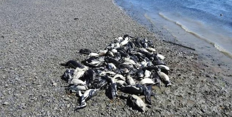 Más de 130 pingüinos aparecieron muertos en las costas de Santa Cruz