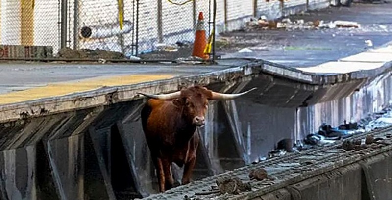 Estados Unidos: un toro interrumpió el tránsito ferroviario en Nueva Jersey