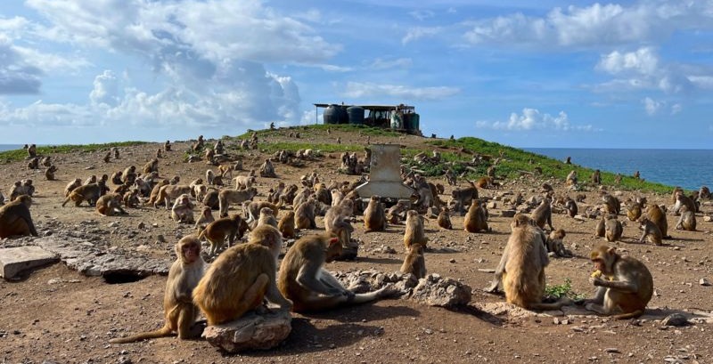 Cayo Santiago, la fascinante isla-laboratorio donde se estudia a 1.800 monos para entender el comportamiento humano