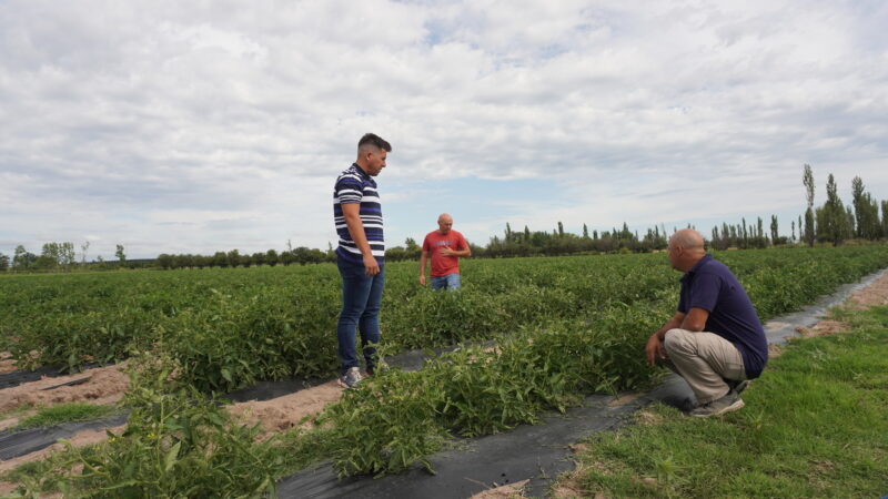 Entregarán oxicloruro a productores afectados por el granizo