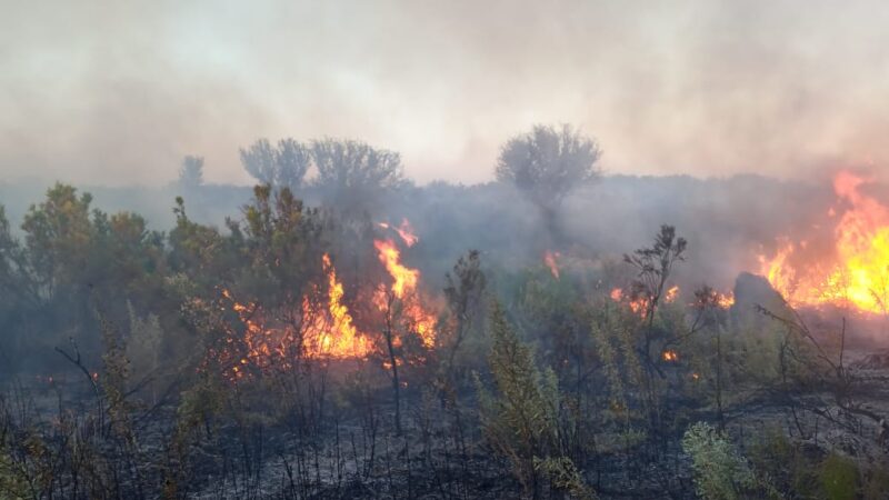 Brigadistas controlan un incendio en un campo