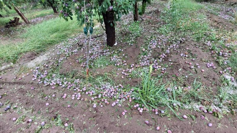 Habilitan el sistema de denuncias para productores afectados por las tormentas