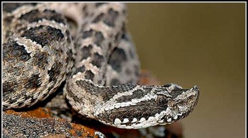 Una mujer murió por la mordedura de una serpiente en Uruguay