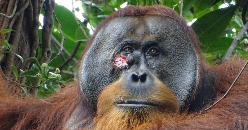 Científicos graban por primera vez a un orangután curándose una herida con una planta