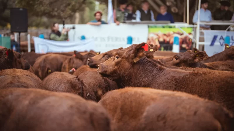 Se esperan más de 1.300 cabezas de ganado