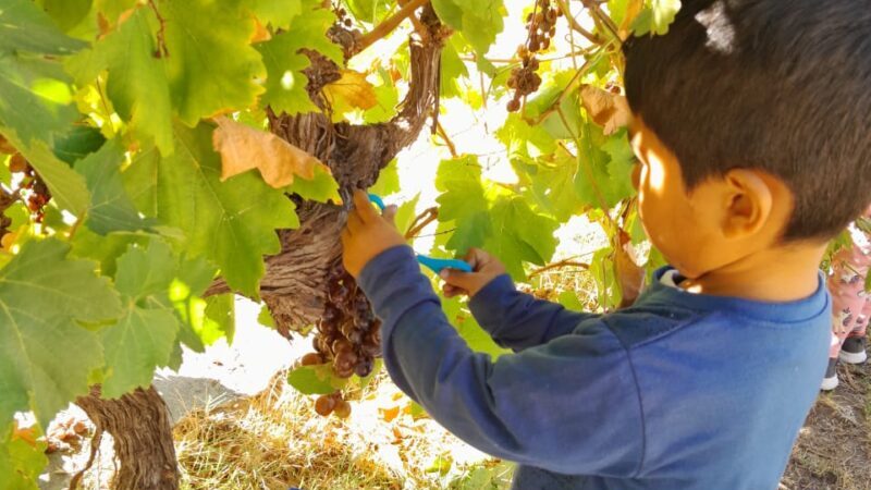 Un jardín de infantes de Santa Rosa cosechó en su propia viña