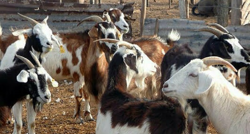 Robaron un chivato y una cabra de una finca