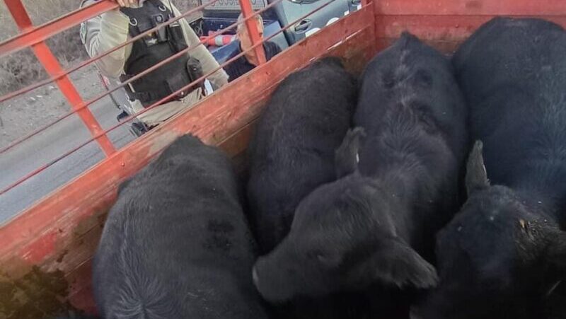 La Policía Rural secuestró cinco bovinos sin documentación en un operativo en General Alvear