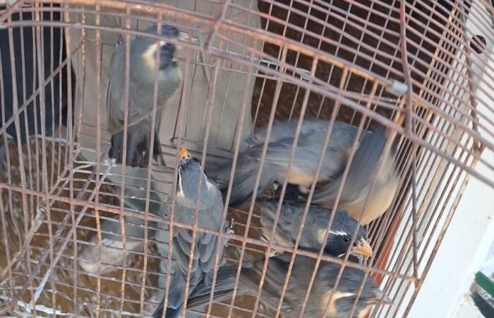 Rescataron un águila mora y varios siete cuchillos del tráfico ilegal