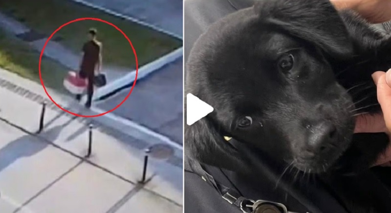 Un pasajero no pudo subir al avión con su perro, lo abandonó en el aeropuerto y fue detenido por maltrato