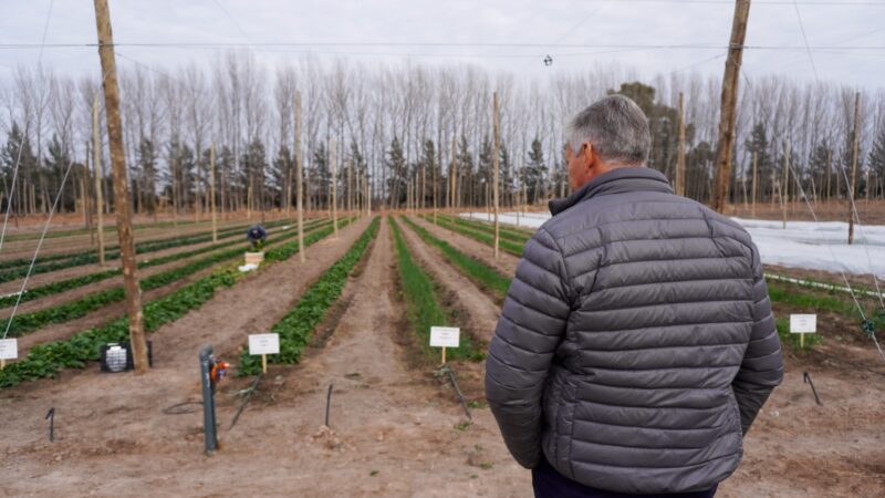 General Alvear apuesta a la horticultura invernal con resultados prometedores en cultivo de espinaca