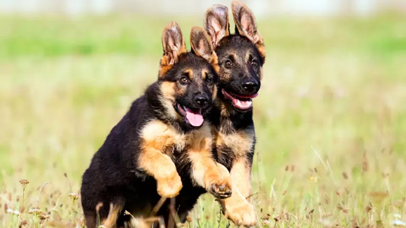Les robaron hasta los cachorros