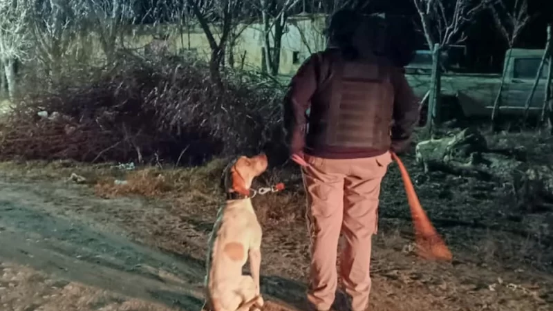 Fito, el perro policía, volvió a marcar el camino y permitió esclarecer un robo en Junín