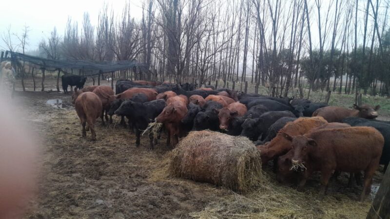 La Policía Rural detectó el transporte ilegal de 84 vaquillonas en General Alvear