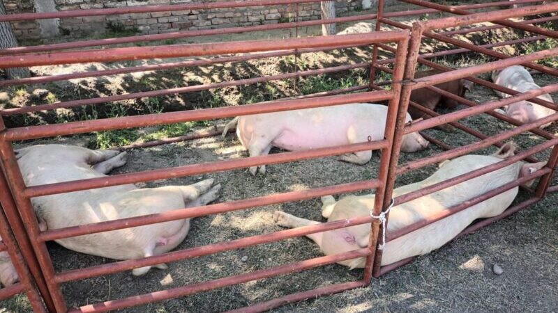 General Alvear fue sede de la 9ª Expo Cerdo, un espacio de crecimiento e innovación para la producción porcina de Mendoza