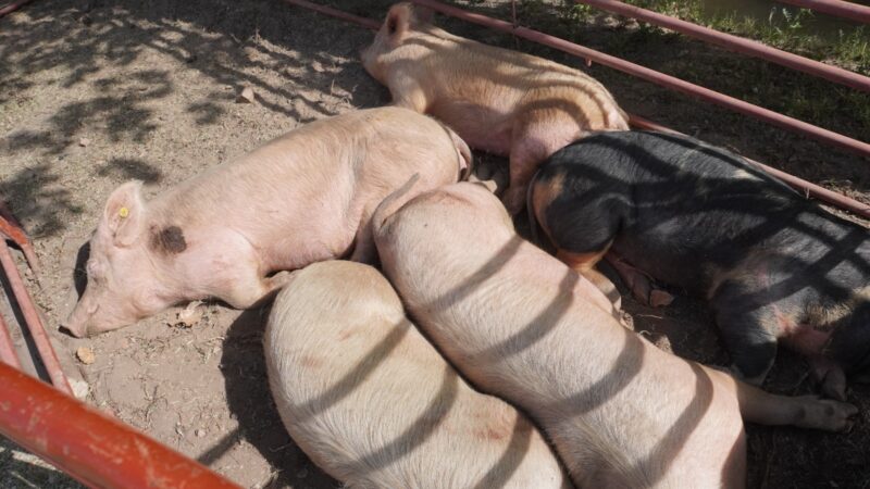 Se desarrolla la 9ª edición de la Expo Cerdo en General Alvear tras seis años de ausencia