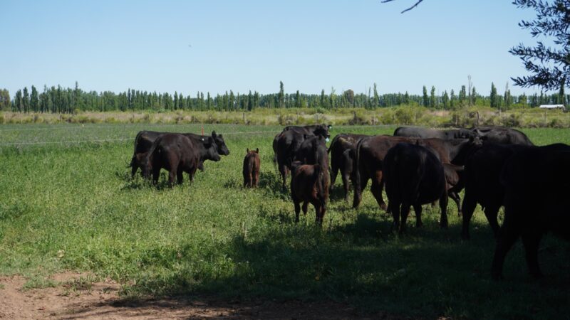 Visita a una producción forrajera y ganadera en calle 4