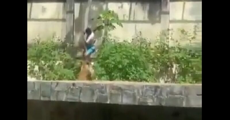 Un joven murió tras ingresar a la jaula de una leona en un zoológico de Brasil