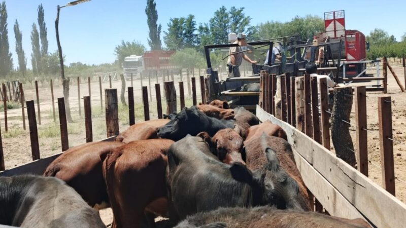 La Policía Rural frenó el traslado irregular de ganado en el Sur provincial