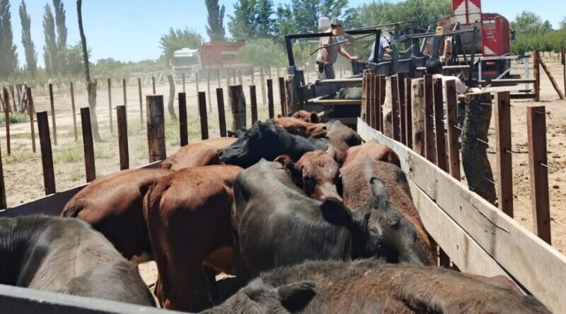 La Policía Rural frenó el traslado irregular de ganado en el Sur provincial