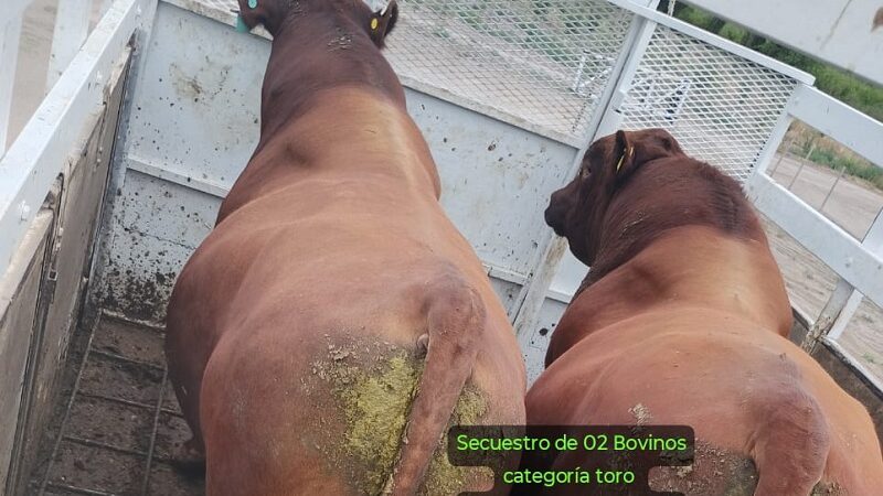 Secuestran ganado sin procedencia