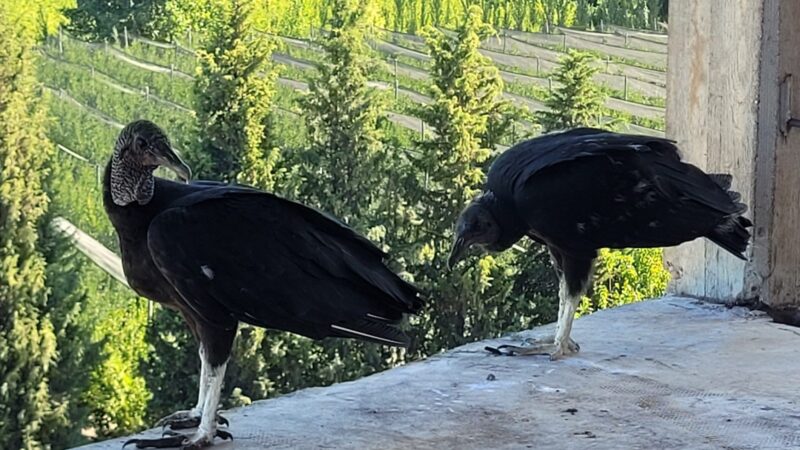 Por segundo año consecutivo, una pareja de jotes cría a sus pichones en la Bodega Faraón de General Alvear
