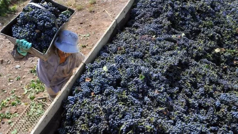 Vendimia 2026: Mendoza lanza una línea de financiamiento para cosecha y acarreo