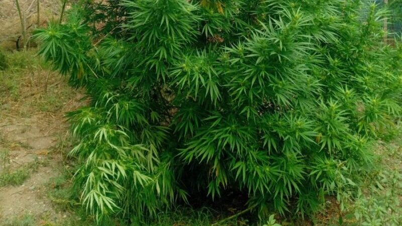 Cuatro detenidos y más de 55 kg de cannabis en varios secuestros