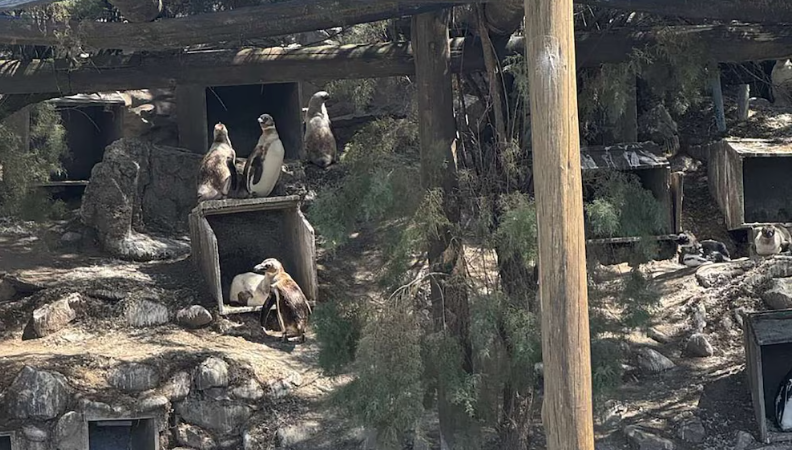 Quebró el Aquarium de Mar del Plata: las fotos del cierre y las gestiones para mudar a los 66 pingüinos y lobos marinos