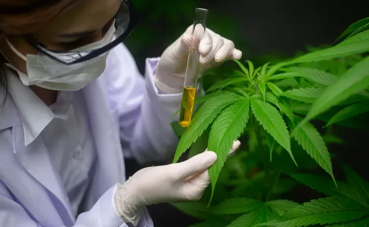 Investigadores chinos desarrollan una molécula a partir de cannabis medicinal