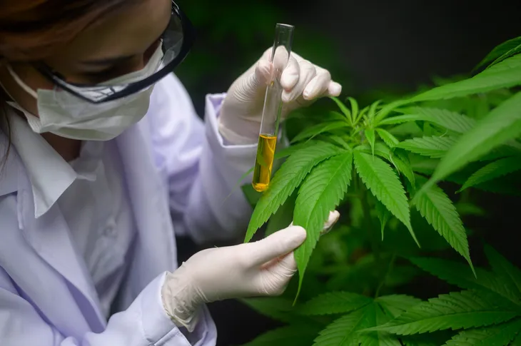 Investigadores chinos desarrollan una molécula a partir de cannabis medicinal