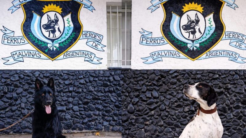 Héroes de cuatro patas: el Cuerpo de Canes del Sur provincial celebra un nuevo aniversario