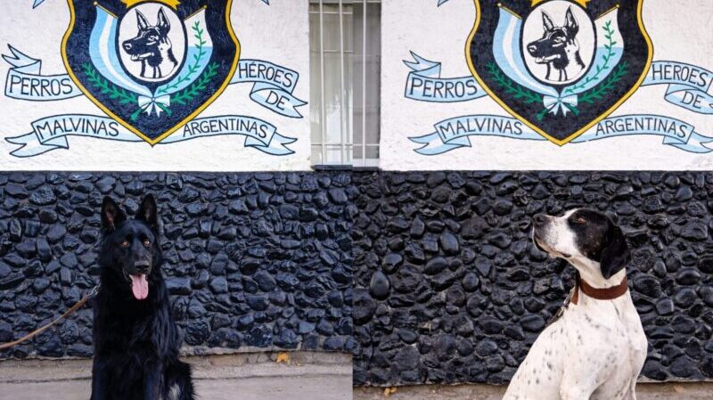 Héroes de cuatro patas: el Cuerpo de Canes del Sur provincial celebra un nuevo aniversario